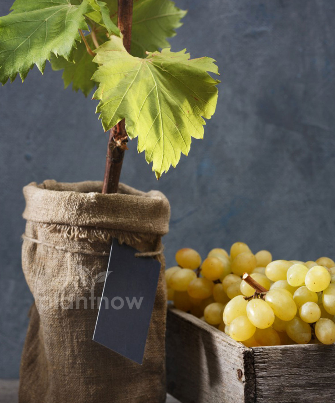 Buy Grape Vine Plants Online in Dubai - Buy Vitis Vinifera Plant